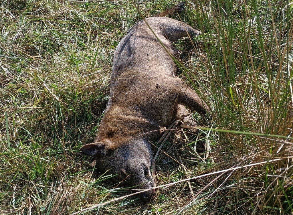 Belmonte, ancora bocconi killer: muoiono avvelenati lupo e cane da caccia