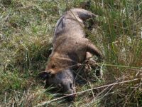 Belmonte, ancora bocconi killer: muoiono avvelenati lupo e cane da caccia