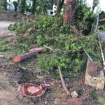 «Che sta succedendo al parco di Termoli?»