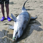 Plastica in mare, delfino spiaggiato a Rio Vivo