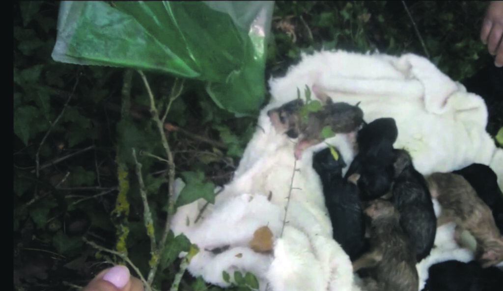 Chiusi in un sacco e lasciati a morire: 9 cuccioli abbandonati a Castellone, si salvano solo in cinque