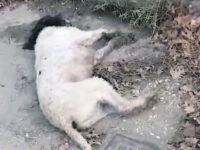 Esche avvelenate, a San Pietro Avellana uccisi cinque cani da tartufo