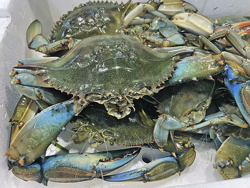 Il granchio blu entra nelle specie ittiche commerciali