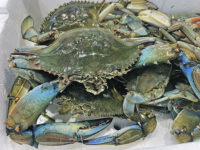 Il granchio blu entra nelle specie ittiche commerciali