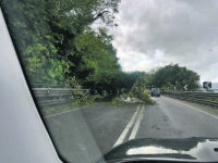 Isernia. Albero si abbatte sulla statale 85, circolazione in tilt