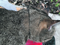 Gonzalo, il gattino ucciso a Bojano. Gli animalisti: chi sa parli