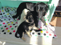 L’abbandono di cani: fenomeno in triste ascesa nel territorio di Campomarino lido