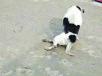 Campobasso, una raccolta fondi per salvare Ciottolino
