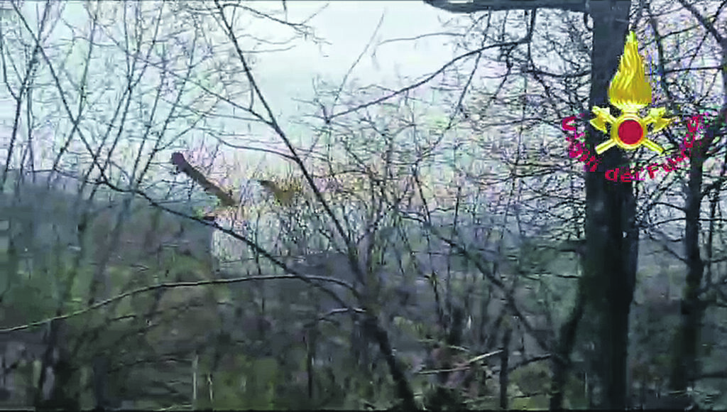 Brucia il “sottobosco” tra Castelmauro e Acquaviva