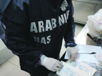 Peste suina, blitz del Nas negli allevamenti: scatta il sequestro di 630 capi di bestiame