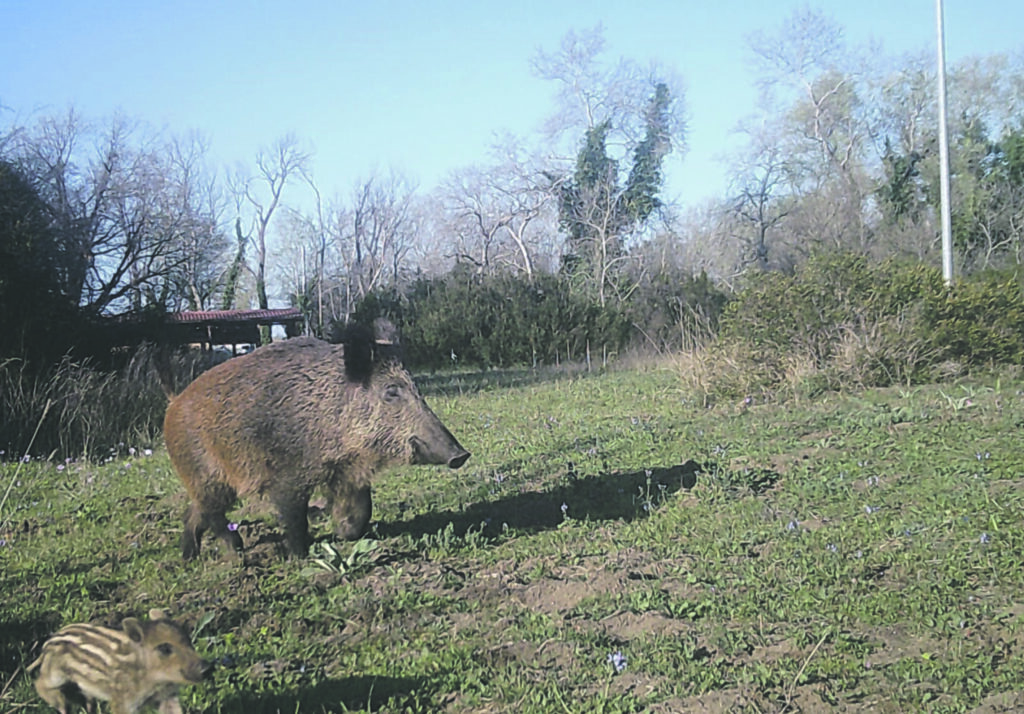 Troppi cinghiali causano danni, Regione condannata
