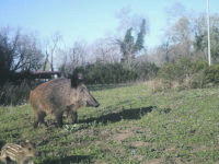 Troppi cinghiali causano danni, Regione condannata
