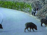 Isernia. Emergenza cinghiali, padre e figlia aggrediti davanti casa in una contrada vicinissima al centro cittadino