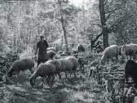 Il Parco archeologico di Sepino approda sul grande schermo