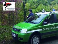 Isernia. Tartufi raccolti e ceduti nel periodo di divieto: sanzionati per 30mila euro