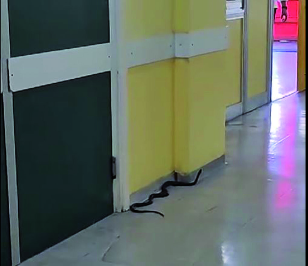 Serpente crea scompiglio al San Timoteo e diventa virale sui social