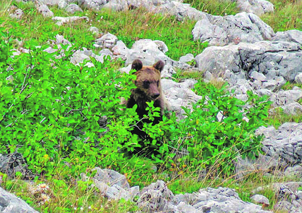 Il Pnalm aspetta il piano da 14 anni, tredici associazioni contro le Regioni