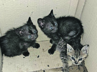 La scatola della vergogna: tre gattini abbandonati davanti all’ex ospedale di Isernia