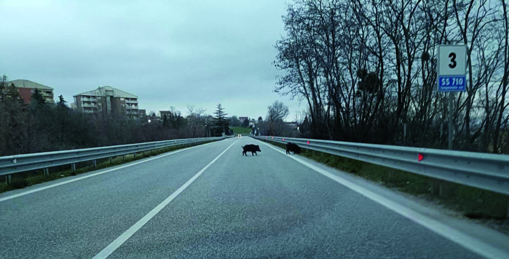 Campobasso. Branco di cinghiali a “spasso” sulla tangenziale, automobilista evita l’impatto