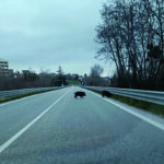 Campobasso. Branco di cinghiali a “spasso” sulla tangenziale, automobilista evita l’impatto