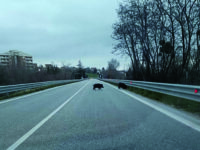 Campobasso. Branco di cinghiali a “spasso” sulla tangenziale, automobilista evita l’impatto