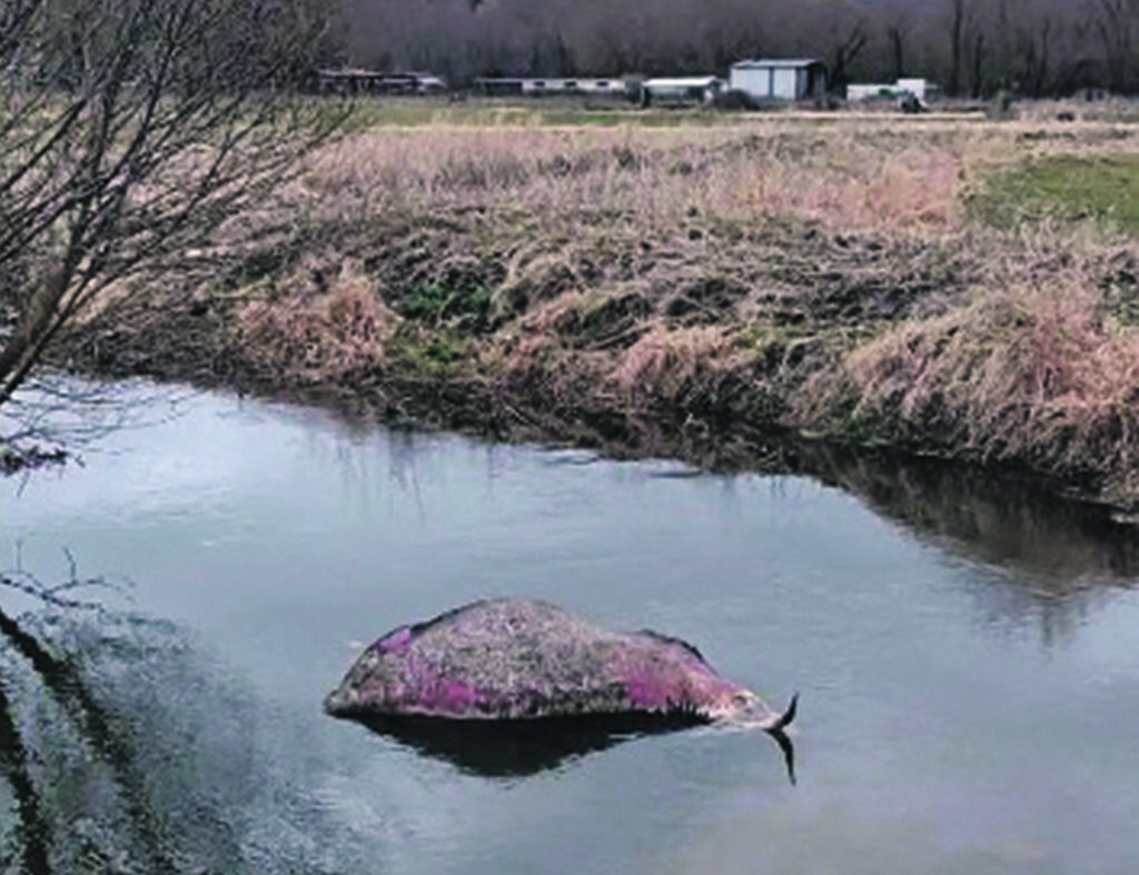 Montenero Val Cocchiara, rinvenuti tre bovini morti nel fiume Zittola