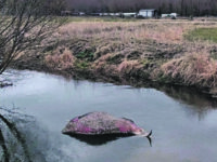 Montenero Val Cocchiara, rinvenuti tre bovini morti nel fiume Zittola