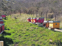 Orso, api e attività antropiche: convivenza in Alto Molise possibile