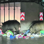 Emergenza cinghiali a Campobasso, Forte ‘bussa’ alla porta di Micone: soluzione non più rinviabile