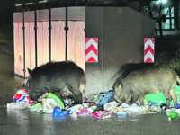 Emergenza cinghiali a Campobasso, Forte ‘bussa’ alla porta di Micone: soluzione non più rinviabile