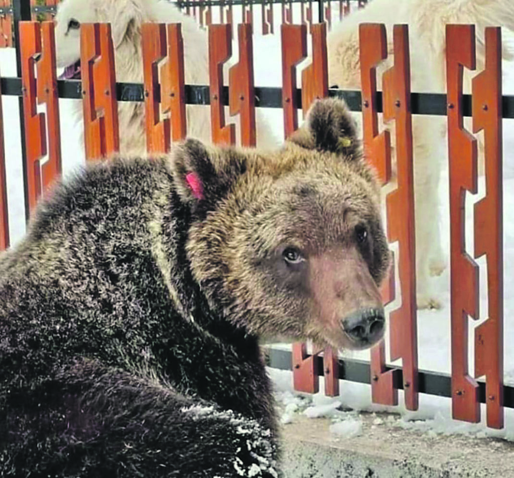 Investì e uccise l’orsetto Juan Carrito, 33enne risarcito dalla Regione Abruzzo