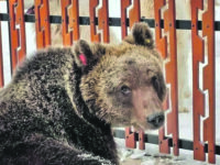 Investì e uccise l’orsetto Juan Carrito, 33enne risarcito dalla Regione Abruzzo