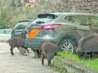 Campobasso. Città invasa dai cinghiali, attivo il numero per le segnalazioni