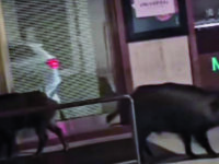 Cinghiali a Campobasso, la Regione latita e il Comune corre ai ripari