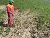 Cinghiali, emergenza senza fine. Allevatori e agricoltori in piazza