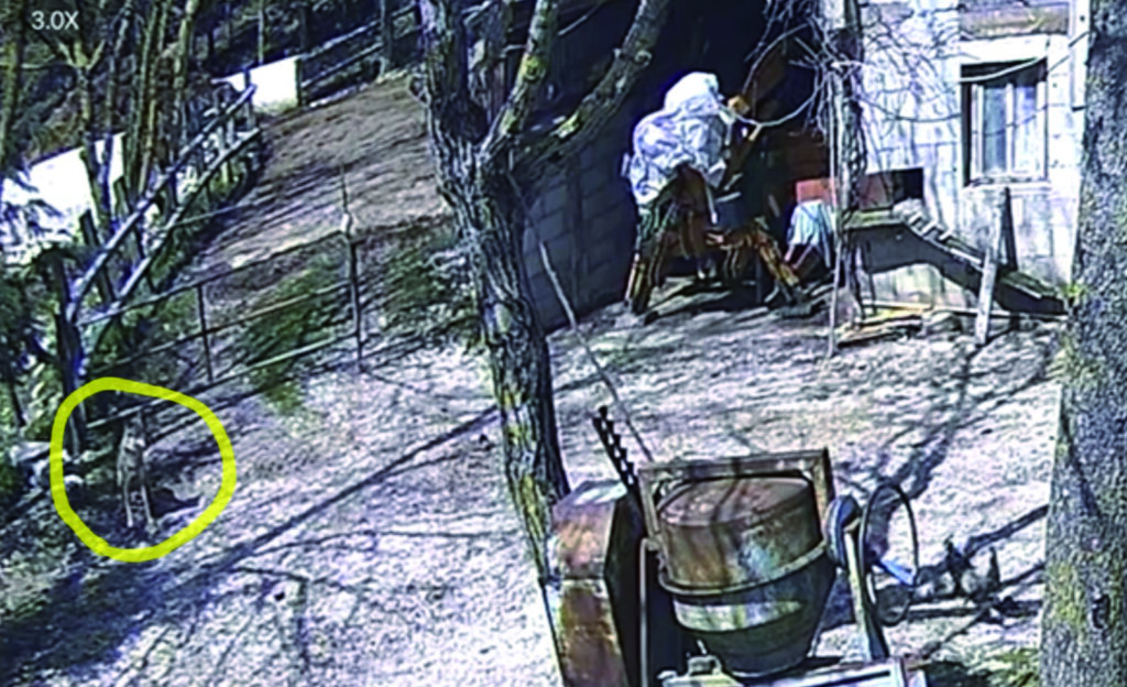 Carovilli, lupo ‘attacca’ una fattoria in pieno giorno