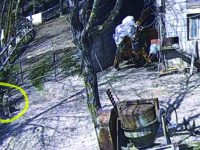 Carovilli, lupo ‘attacca’ una fattoria in pieno giorno