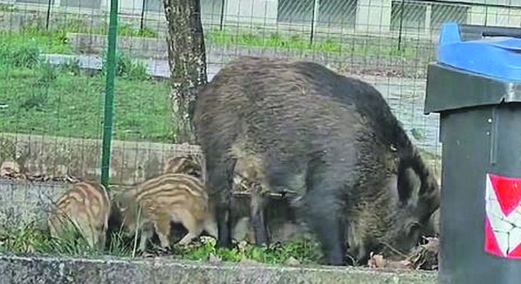 Cinghiali, la replica della Lav: nessuna ideologia ma chiediamo rispetto della legge