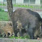 Cinghiali, emergenza senza fine: Coldiretti sollecita un piano ad hoc