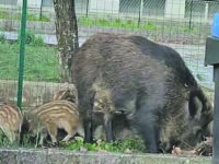 Cinghiali, emergenza senza fine: Coldiretti sollecita un piano ad hoc