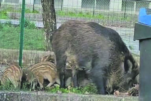 Cinghiali, la replica della Lav: nessuna ideologia ma chiediamo rispetto della legge