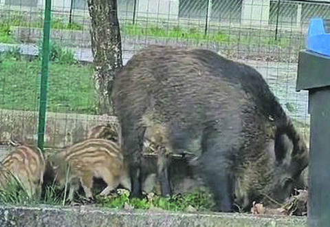 Cinghiali, emergenza senza fine: Coldiretti sollecita un piano ad hoc