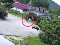 Carovilli. Il lupo torna in fattoria, attacco in pieno giorno