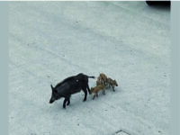 Minacce all’esperto della task force, per Calvanese «i cittadini hanno paura anche della loro ombra»