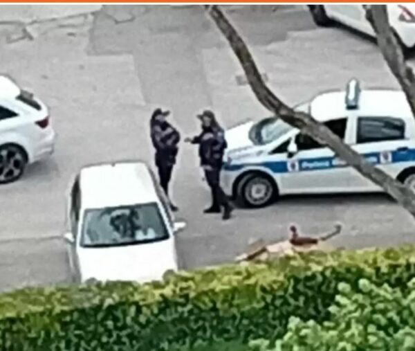 Cinghiale abbattutto in sicurezza e in assenza di persone, ma sui social viaggiano le fake news