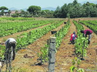 Lavoro irregolare, il Molise si tiene stretto il “primato”