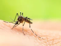 Dengue e le altre: viaggi e rischi. I consigli dell’Asrem per prevenire
