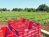 Caldo africano, arriva l’ordinanza sul lavoro
