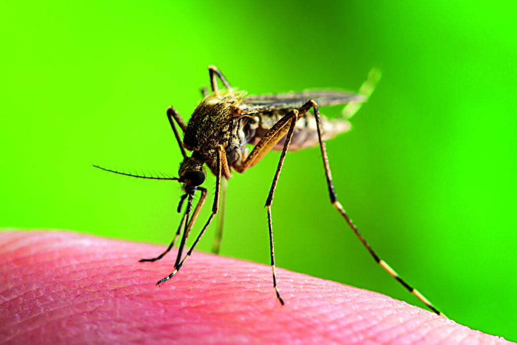 Encephalitis, Yellow Fever, Malaria Disease, Mayaro or Zika Virus Infected Culex Mosquito Parasite Insect Macro on Green Background