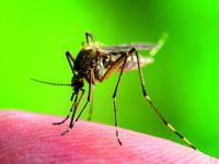 Encephalitis, Yellow Fever, Malaria Disease, Mayaro or Zika Virus Infected Culex Mosquito Parasite Insect Macro on Green Background